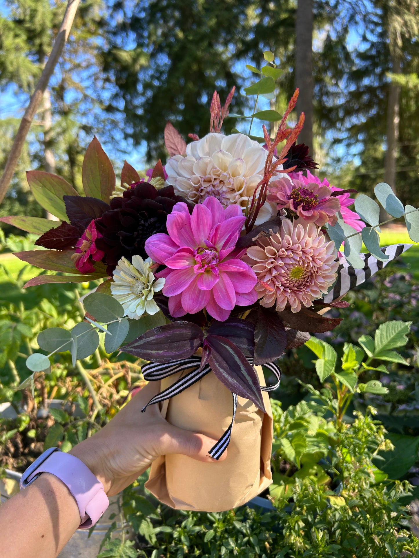 Pink Onesta Waterlily Dahlia✨A Pipers Fav✨