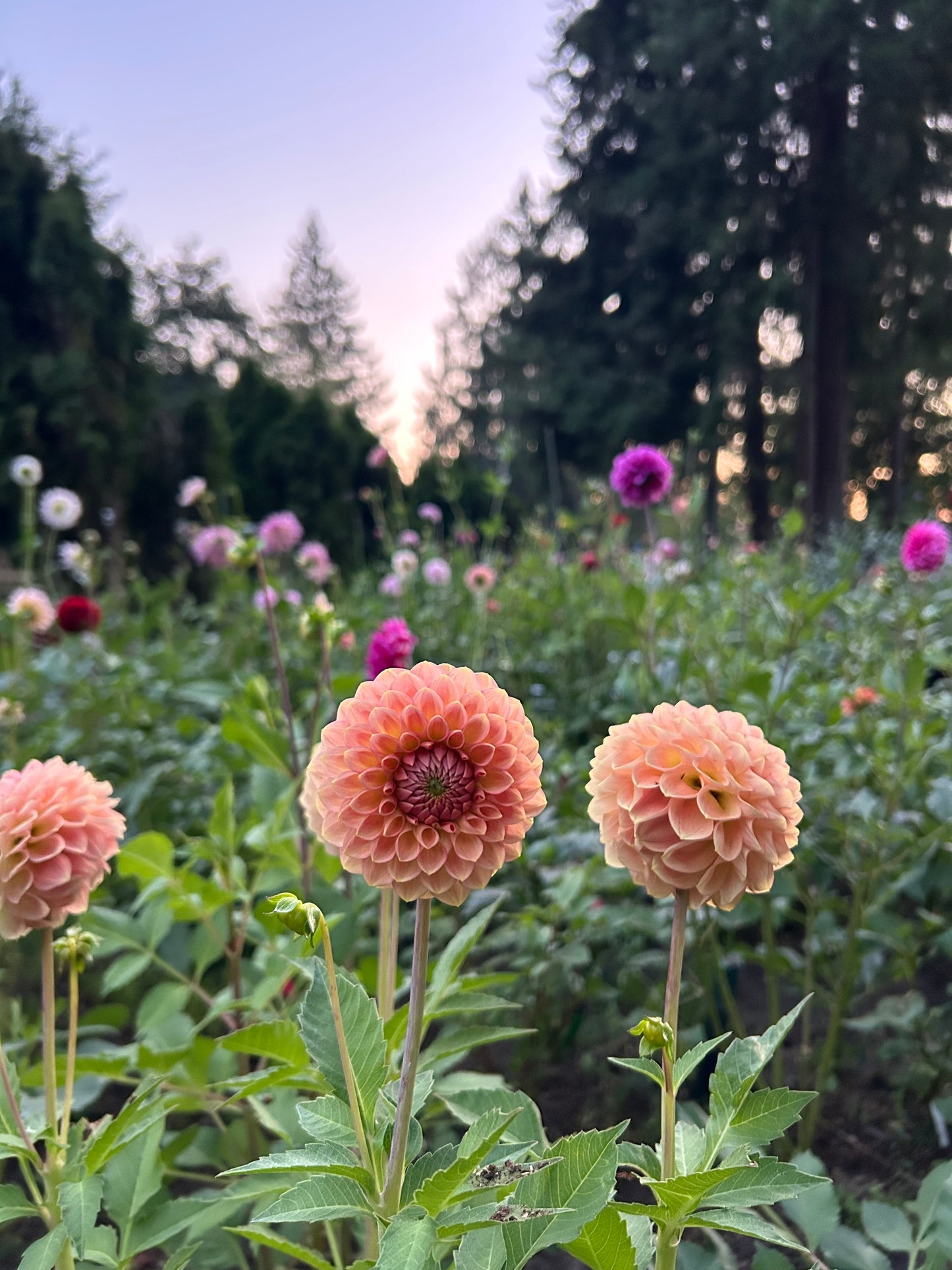 20th Ave softer peach