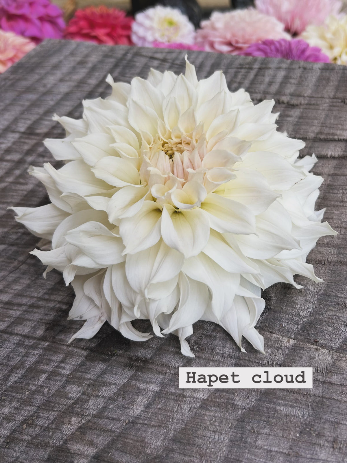 Hapet cloud
