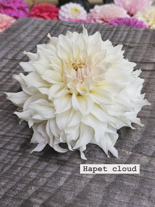 Hapet cloud