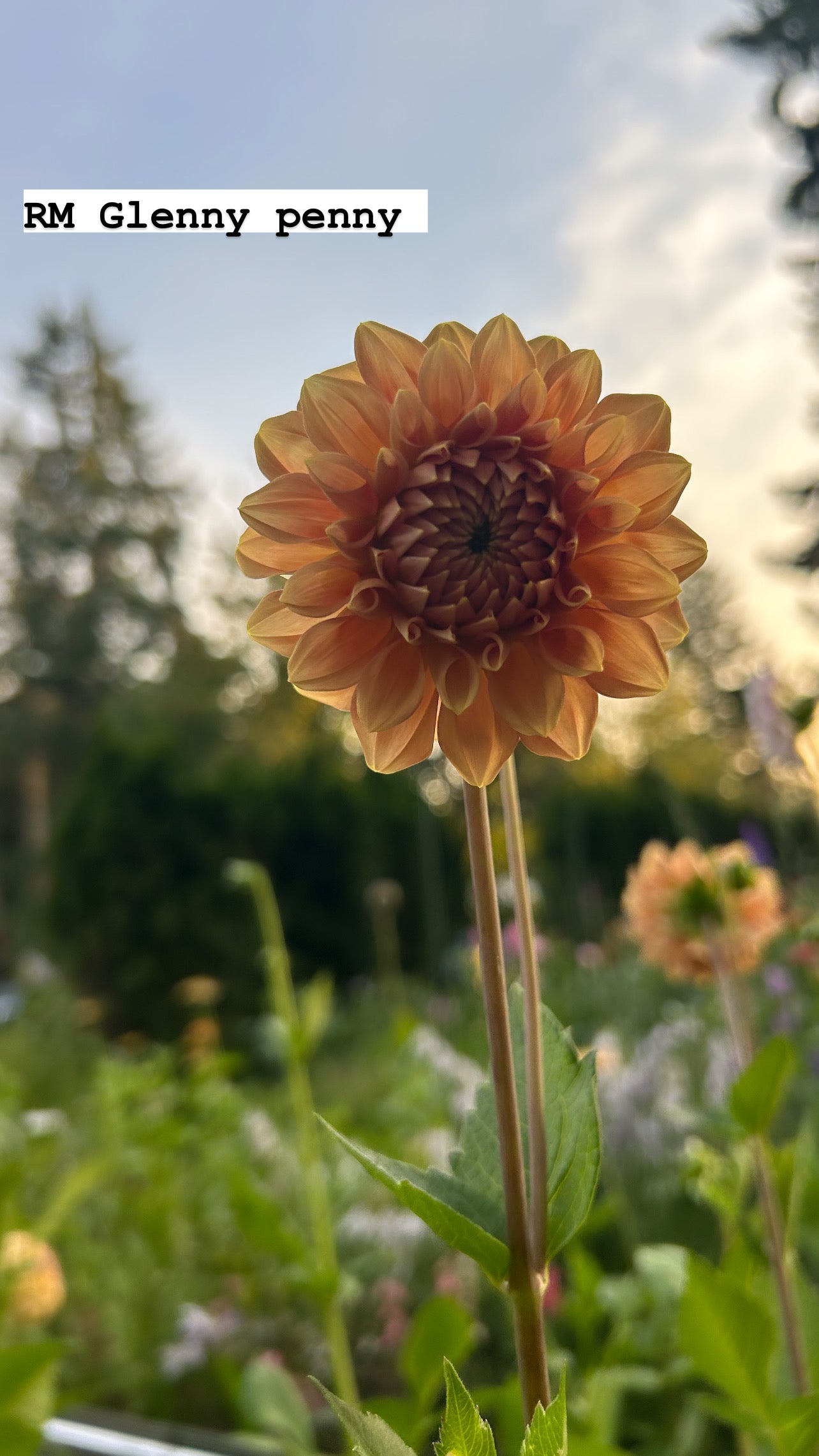 RM Glenny Penny