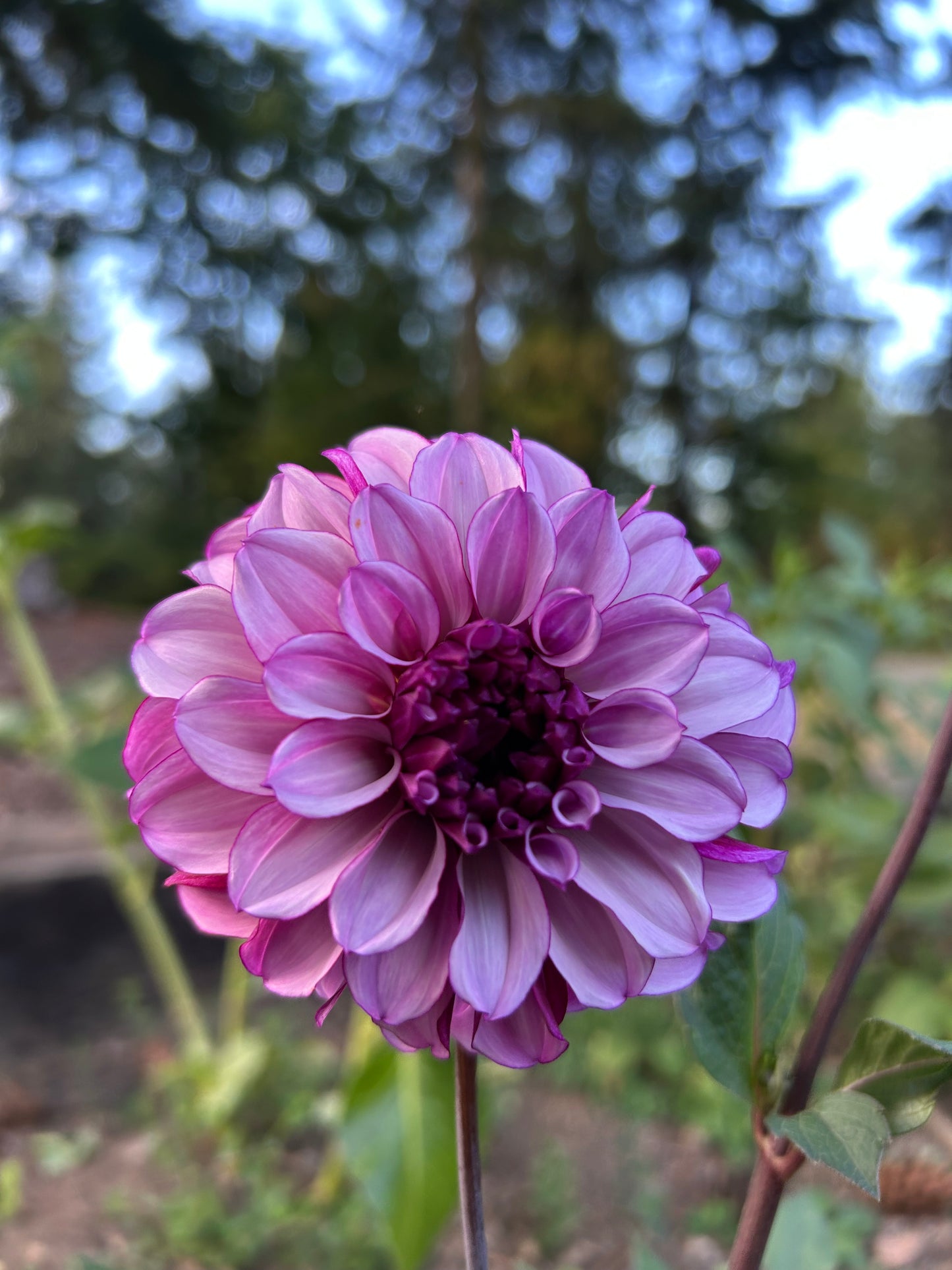 Blueberry Classic 🖤