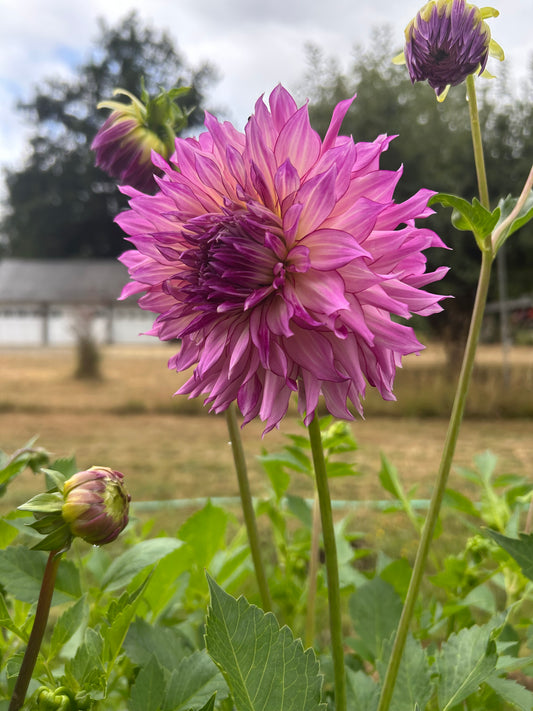 Lakeview Blush
