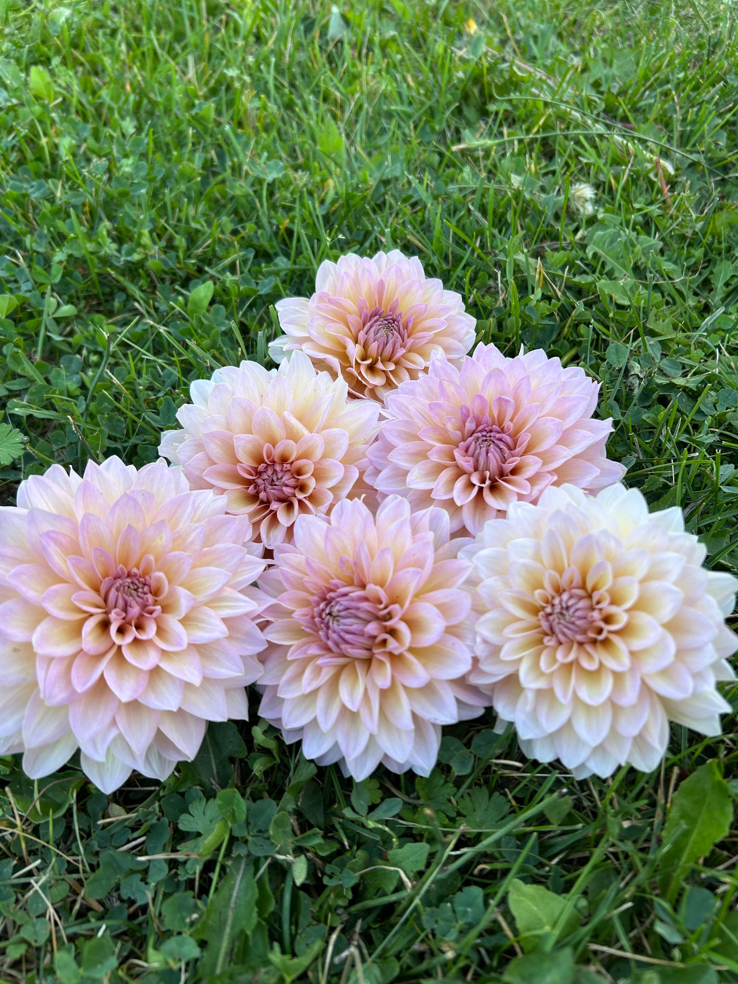 Dandelion Lanes The Special