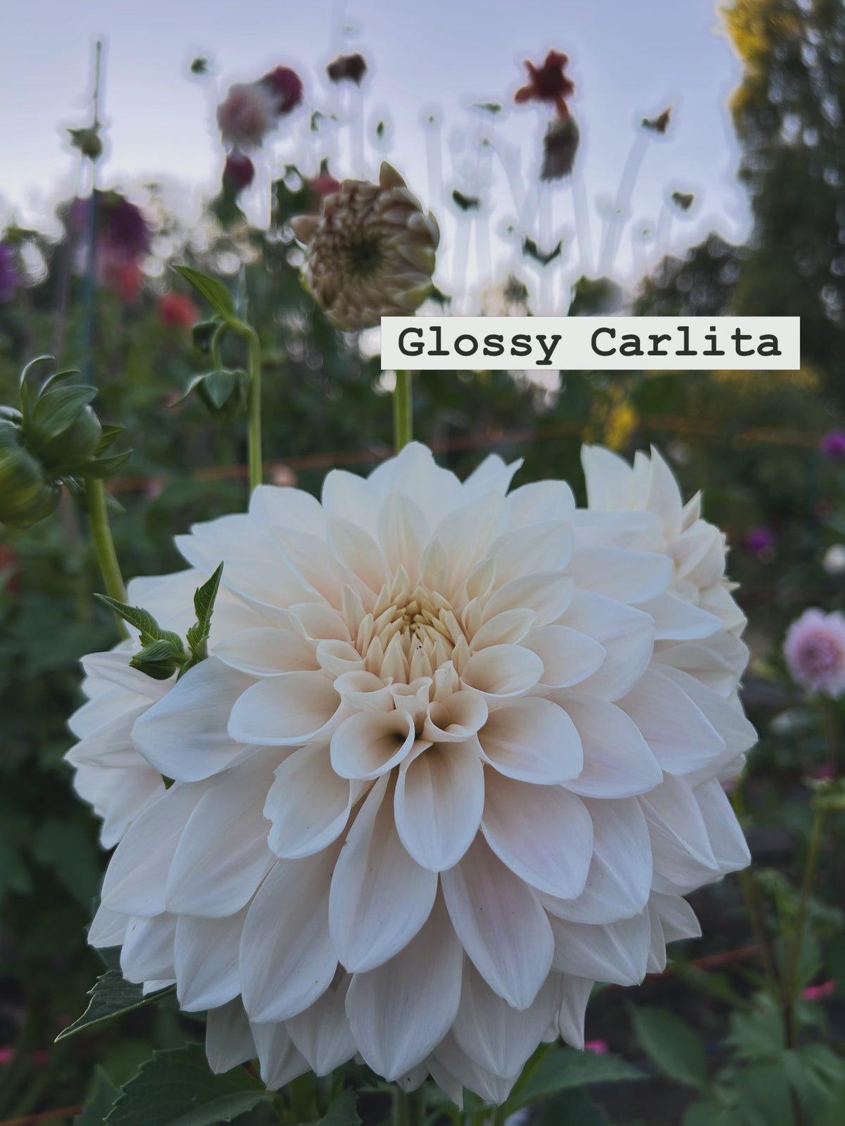 Glossy Carlita