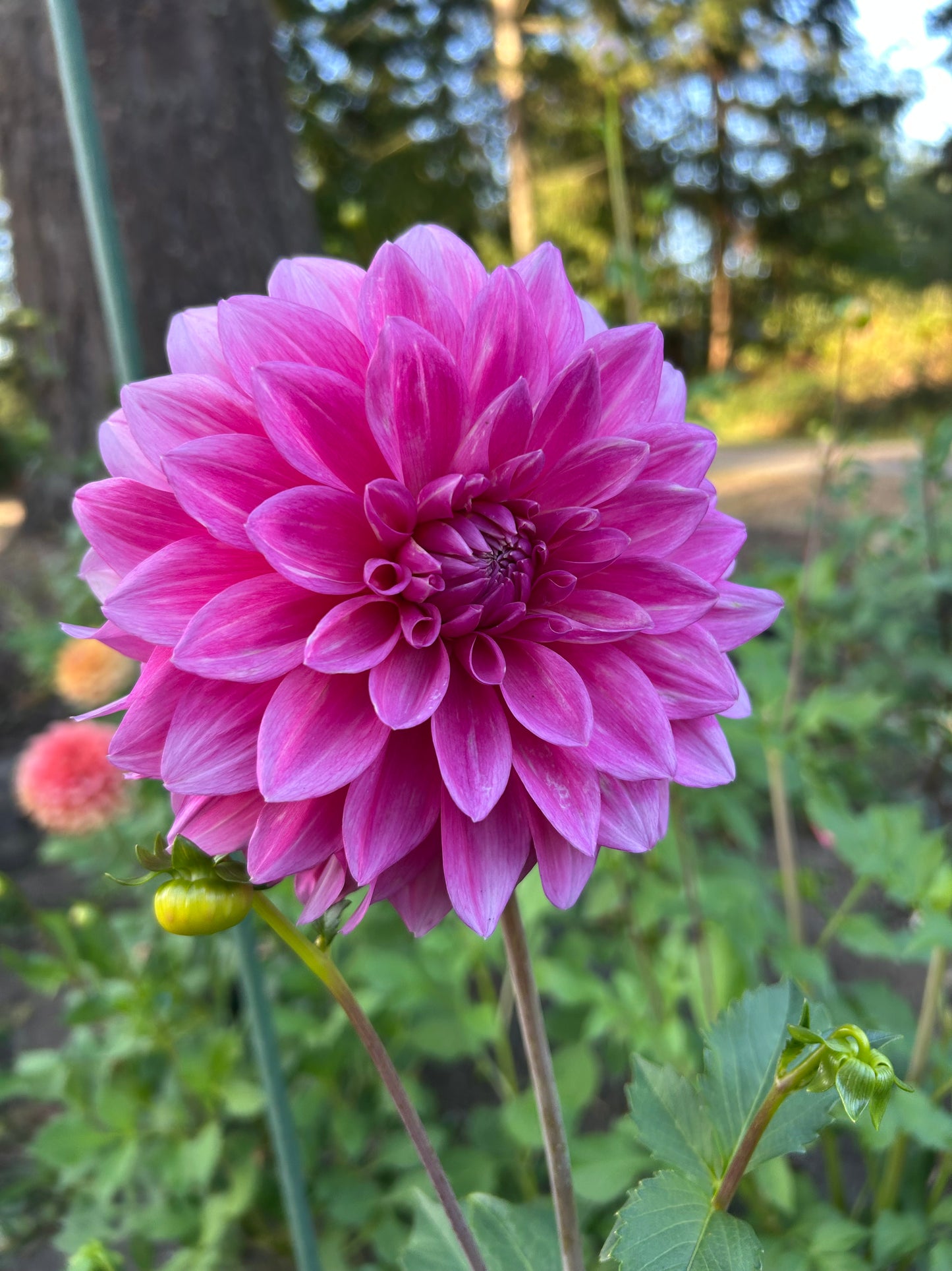 Bargaly blush