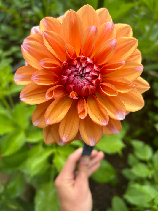 Robann Creamsicle ✨A Pipers Fav✨
