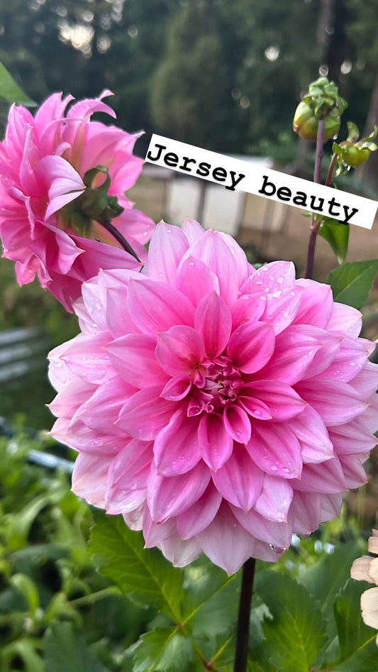 Jersey beauty