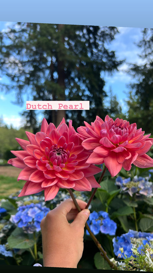 Dutch pearl