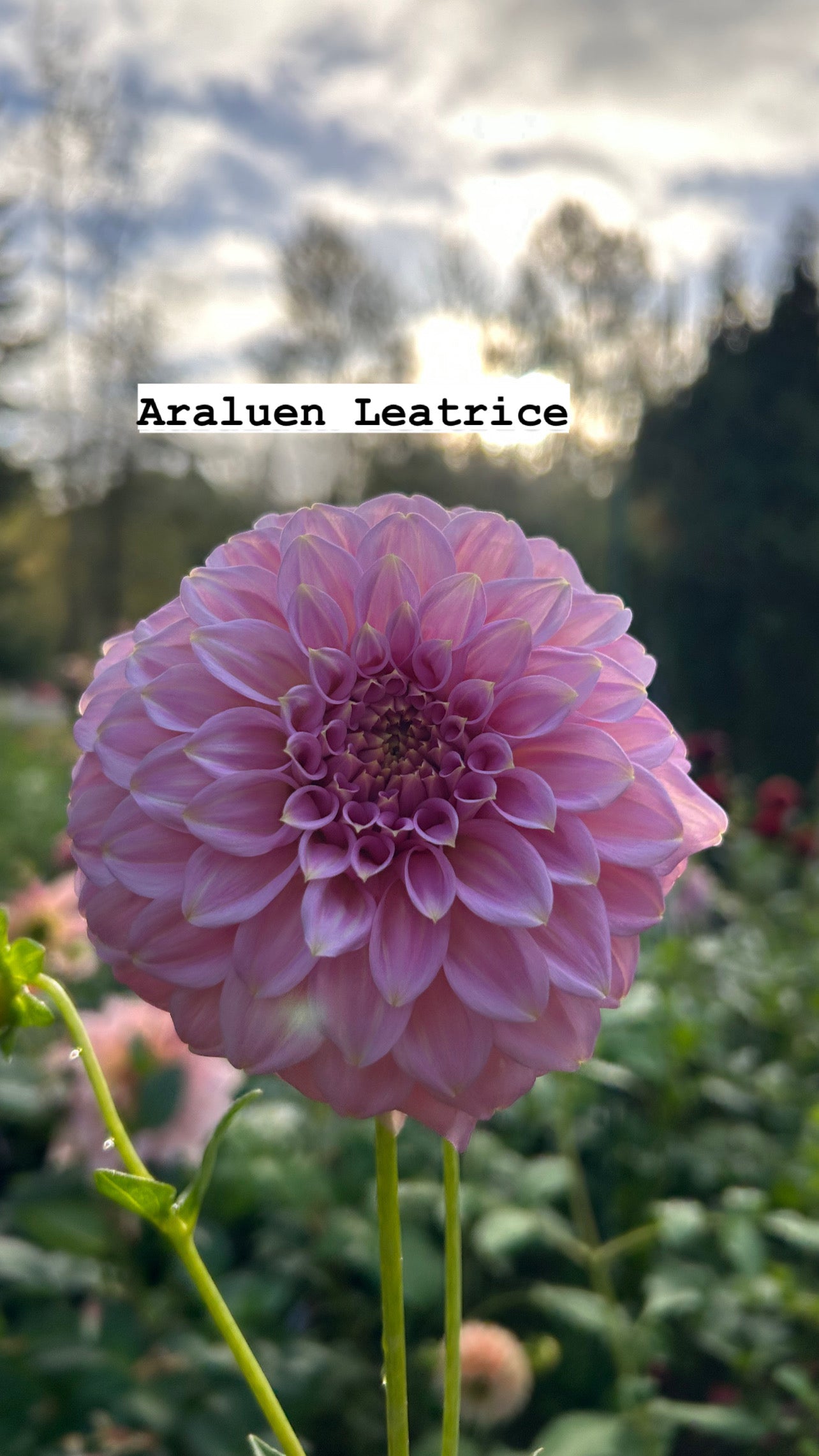 Fall shipped rooted dahlia cutting - Araluen Leatrice