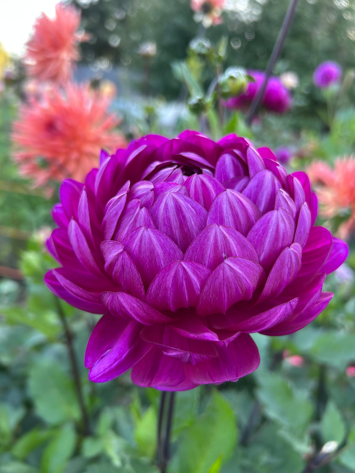 Sandia regal