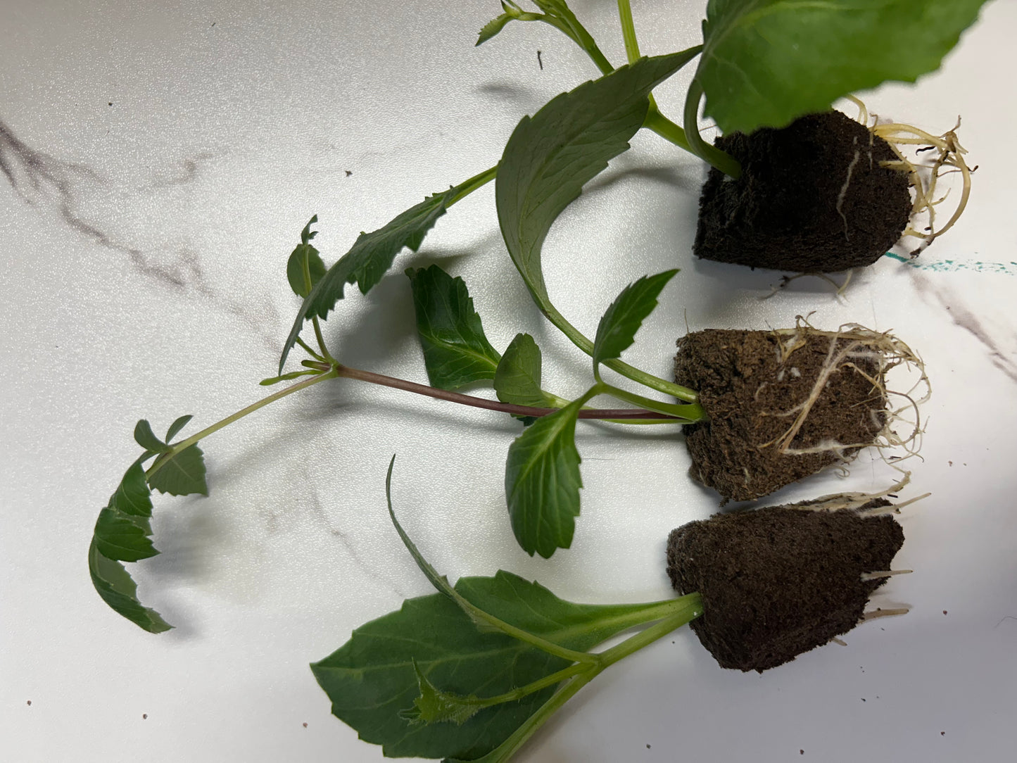 Everbloom First Dance Rooted Cutting