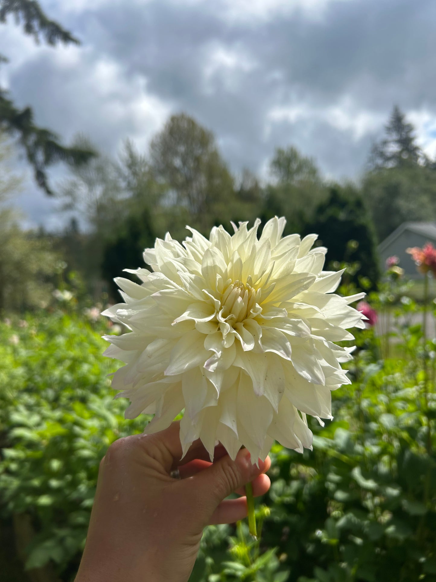 Tahoma Early Dawn ✨A pipers fav✨