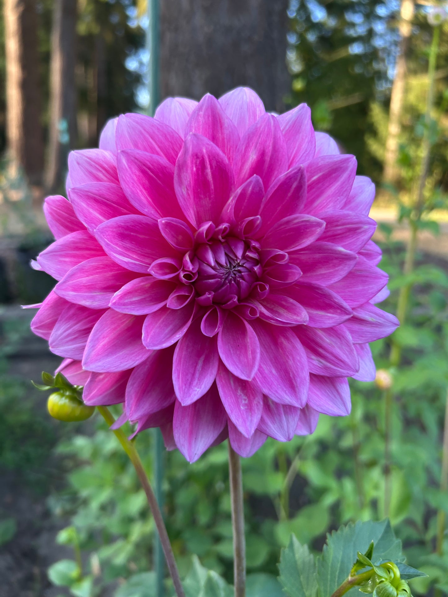 Bargaly blush