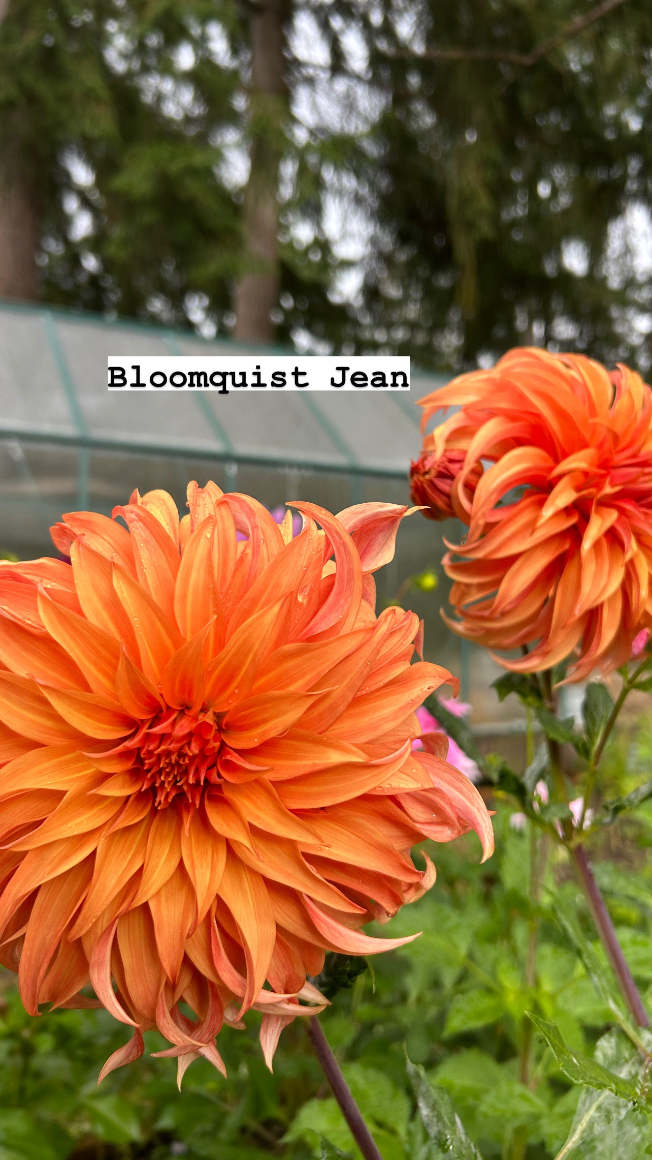 Bloomquist Jean