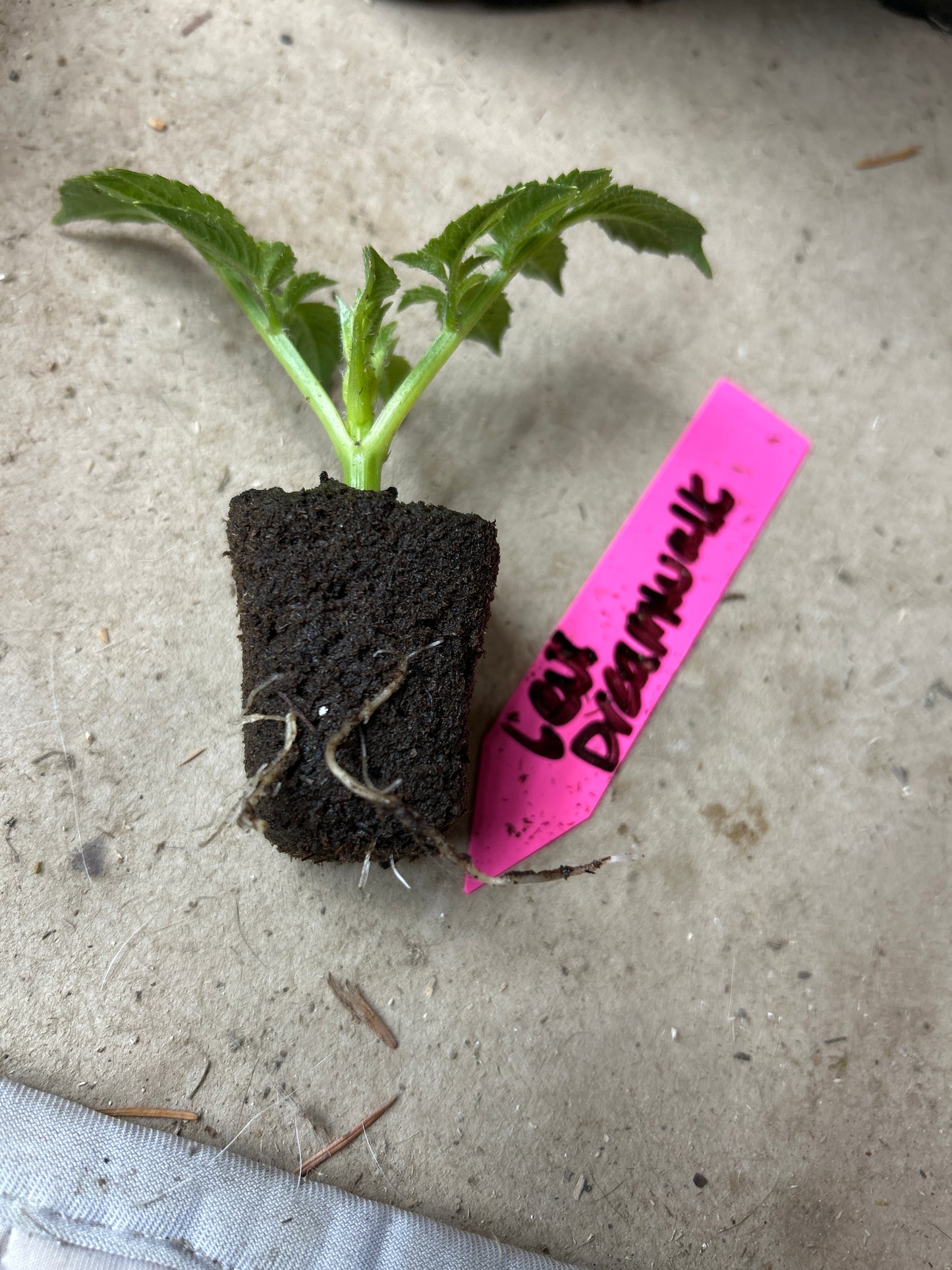 Fall shipped rooted dahlia cutting- Levi’s Dreamwalk