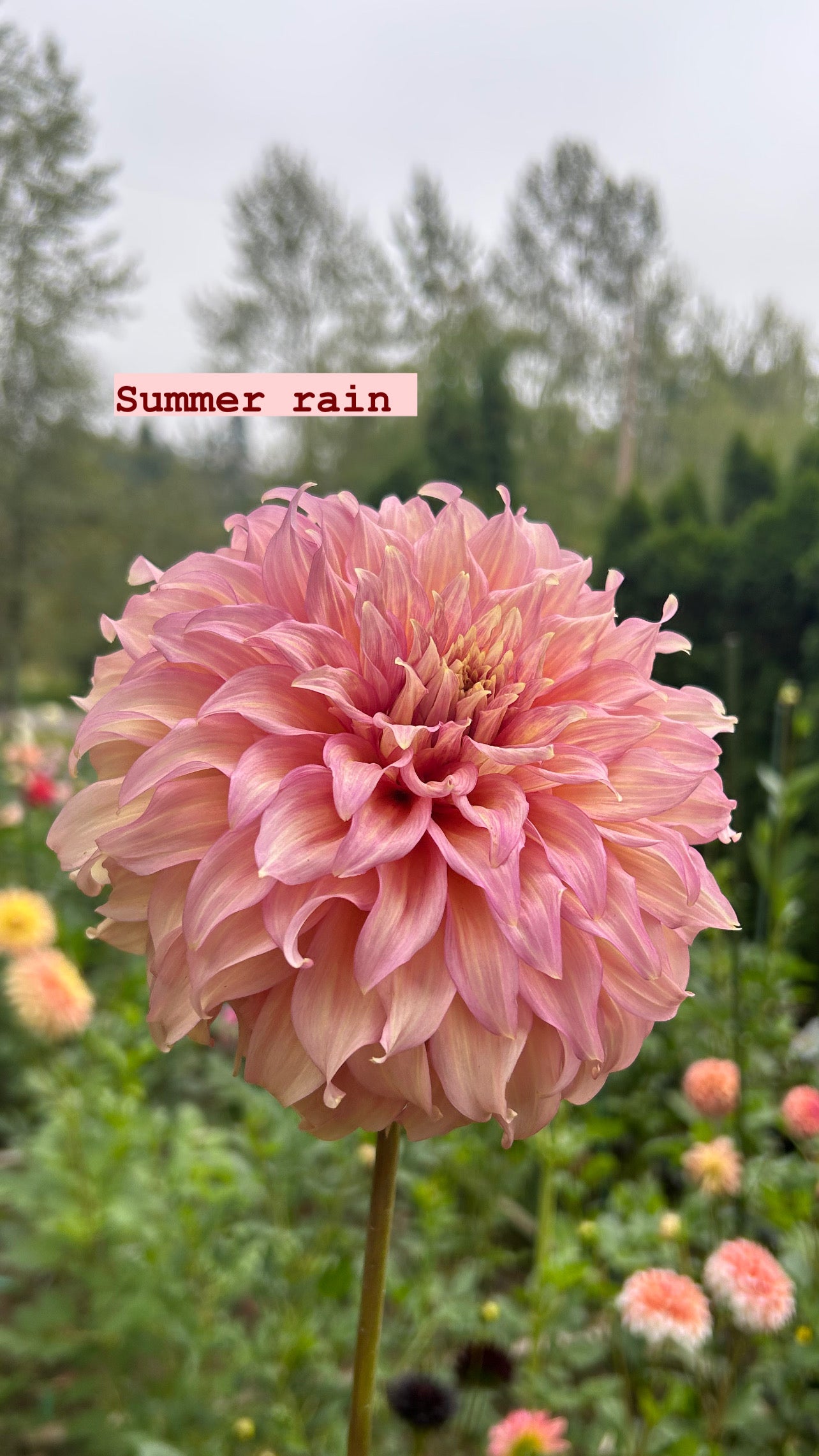 Summer Rain