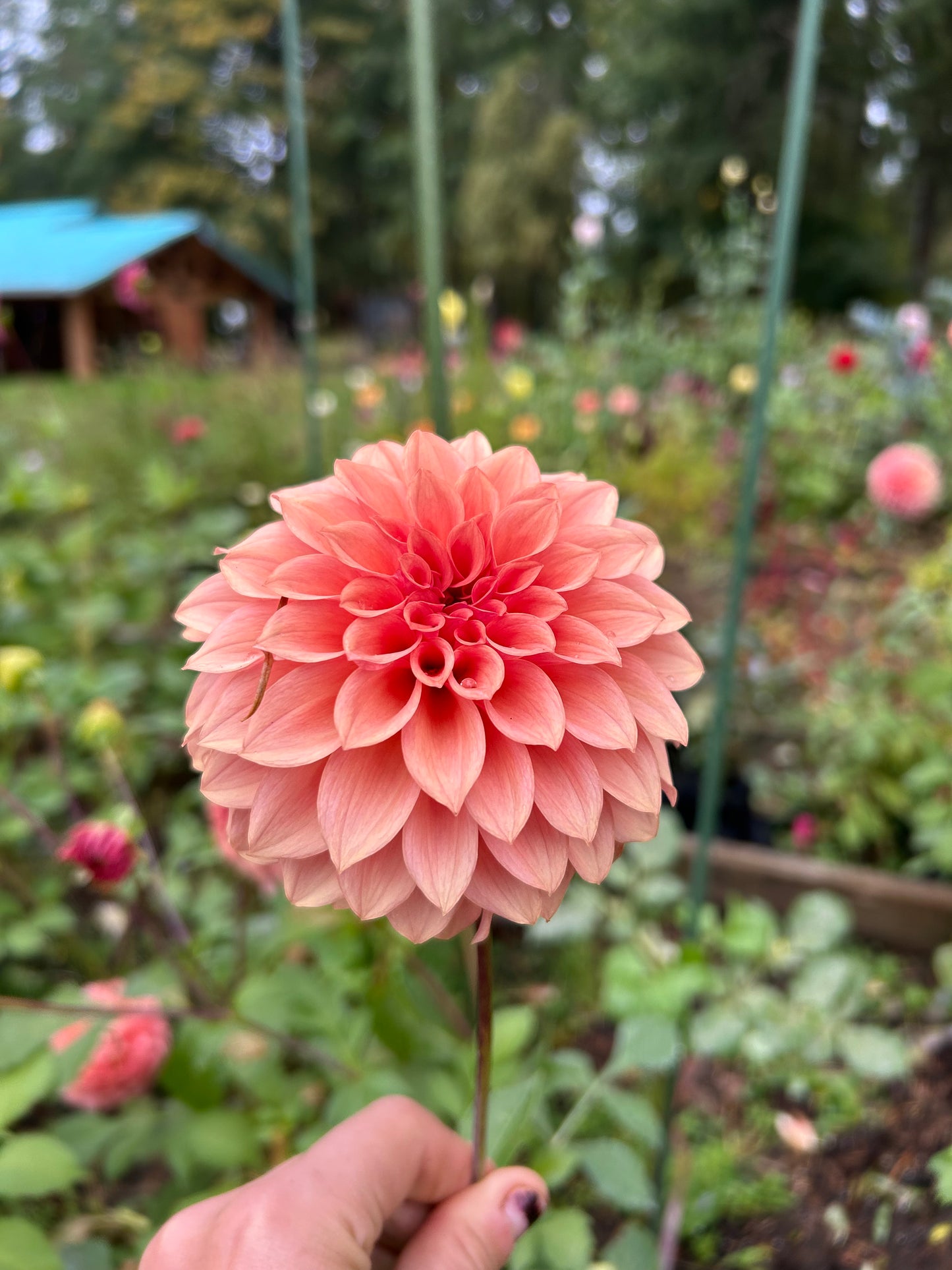 Fall shipped rooted dahlia cutting - Levi’s Blue smoke