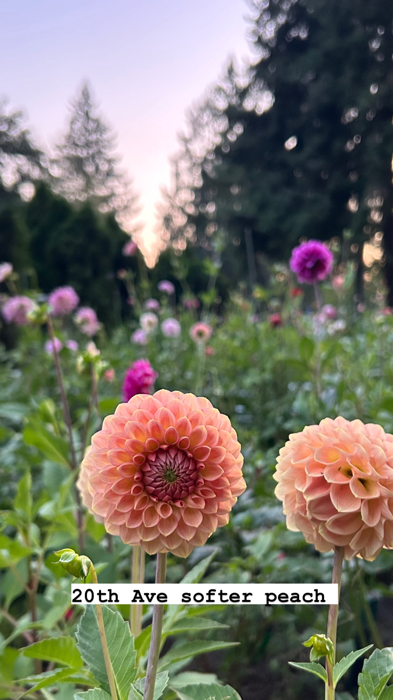 20th Ave softer peach