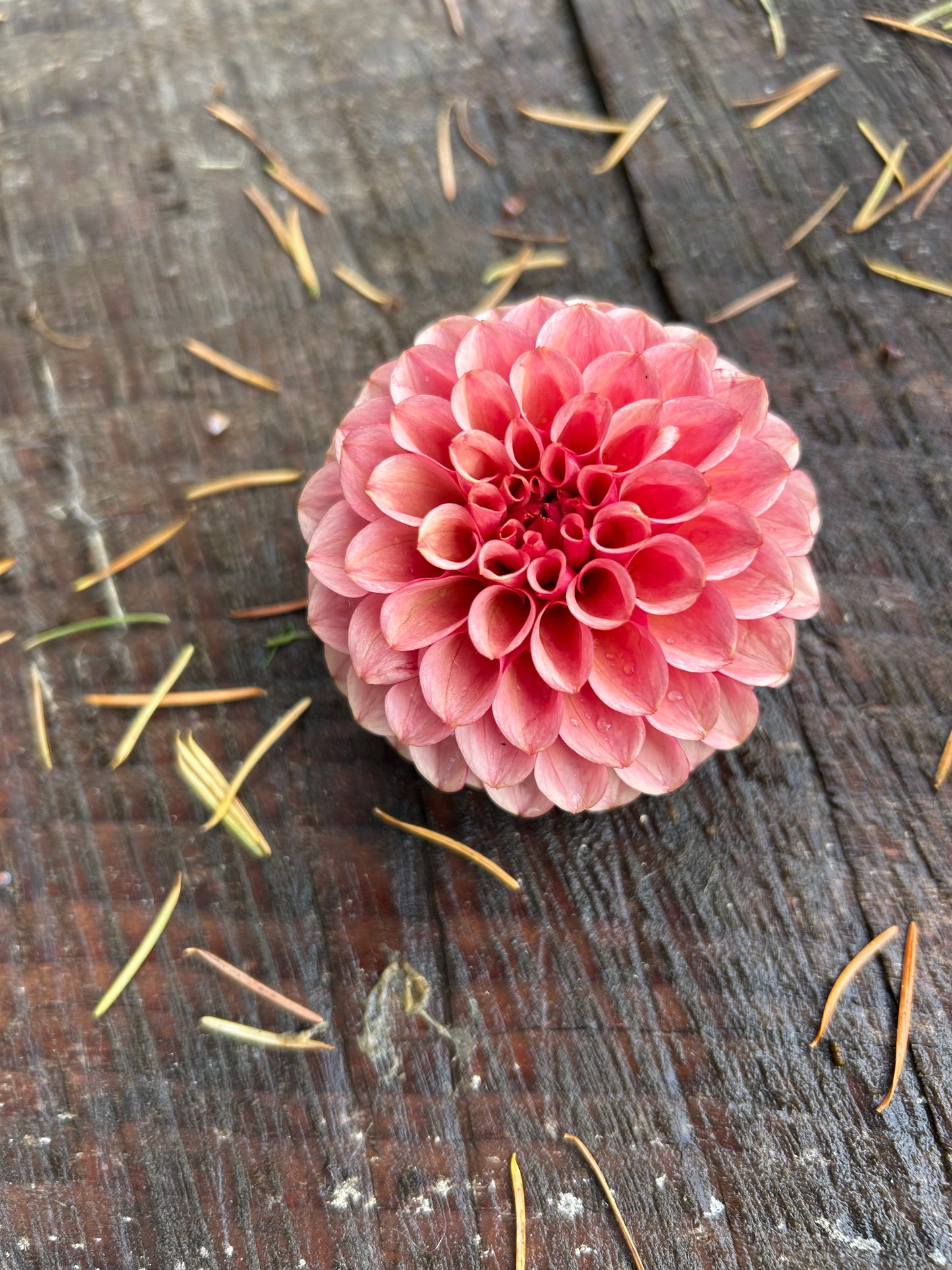 Fall shipped rooted dahlia cutting- Levi’s Tomato