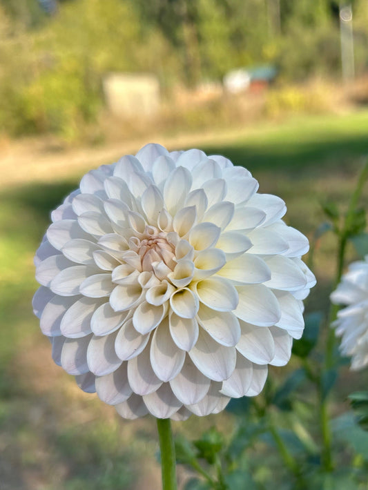 Tahoma Stellar Feller
