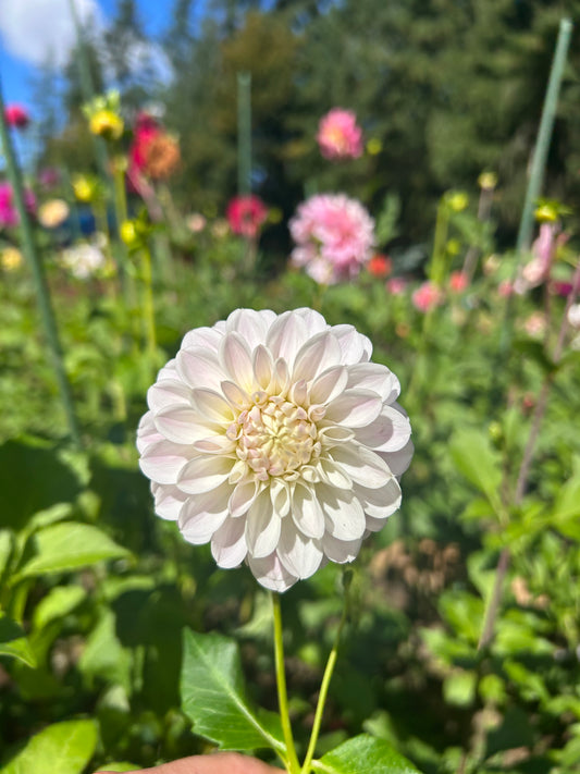 Tahoma kellie