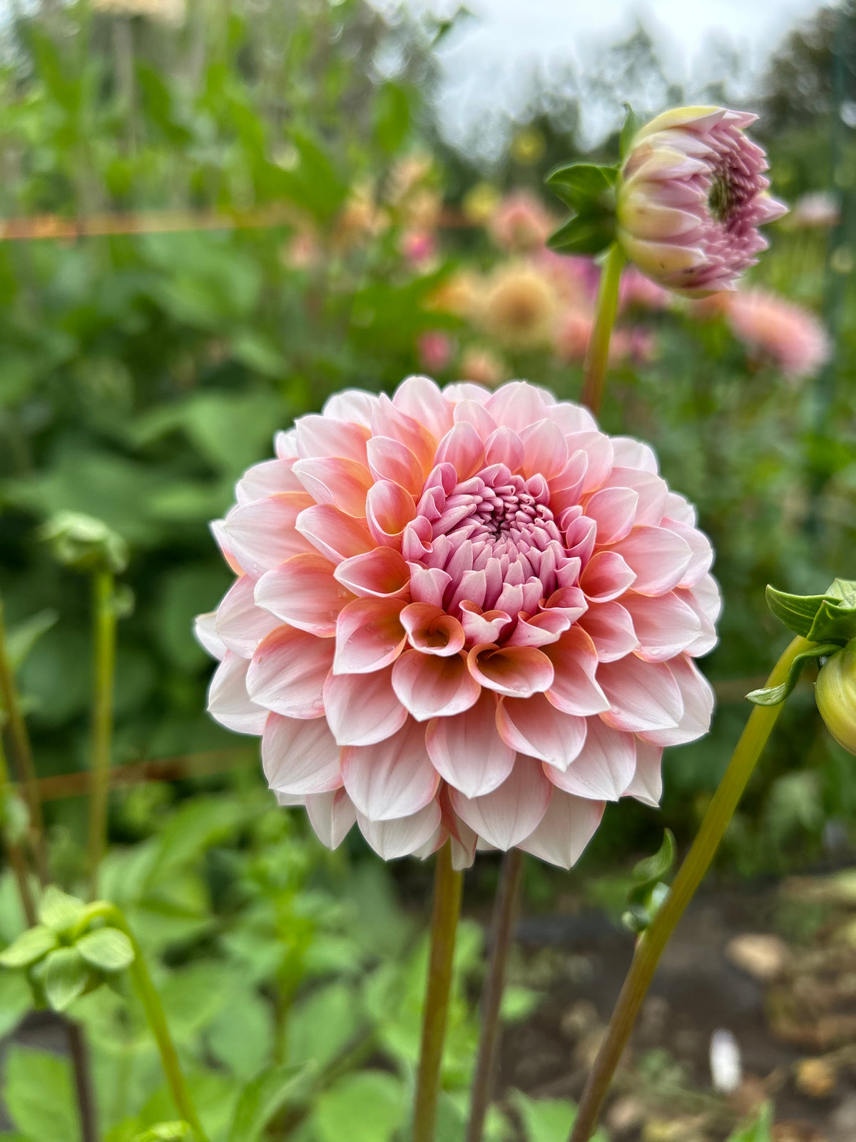 Blushing Swede