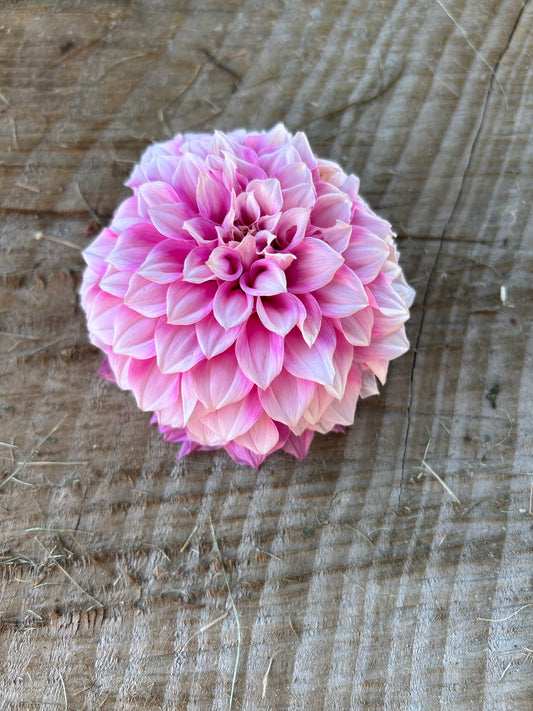 Bells sweet serendipity