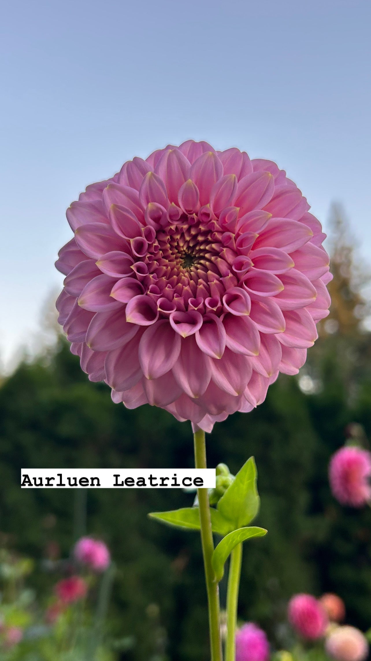 Araluen Leatrice
