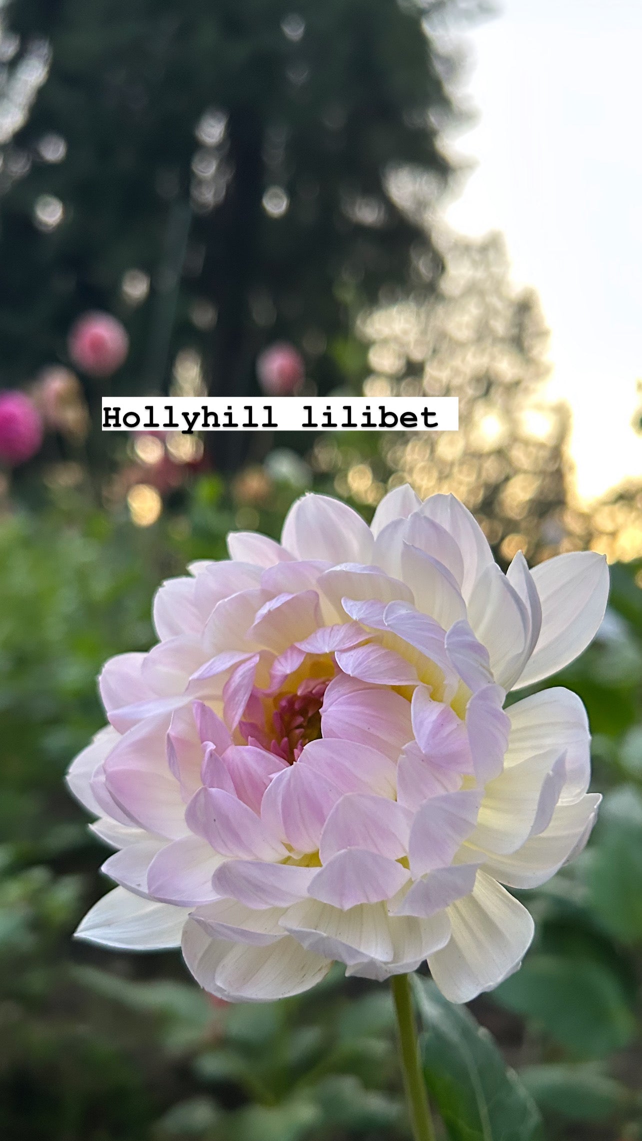 Hollyhill lilibet