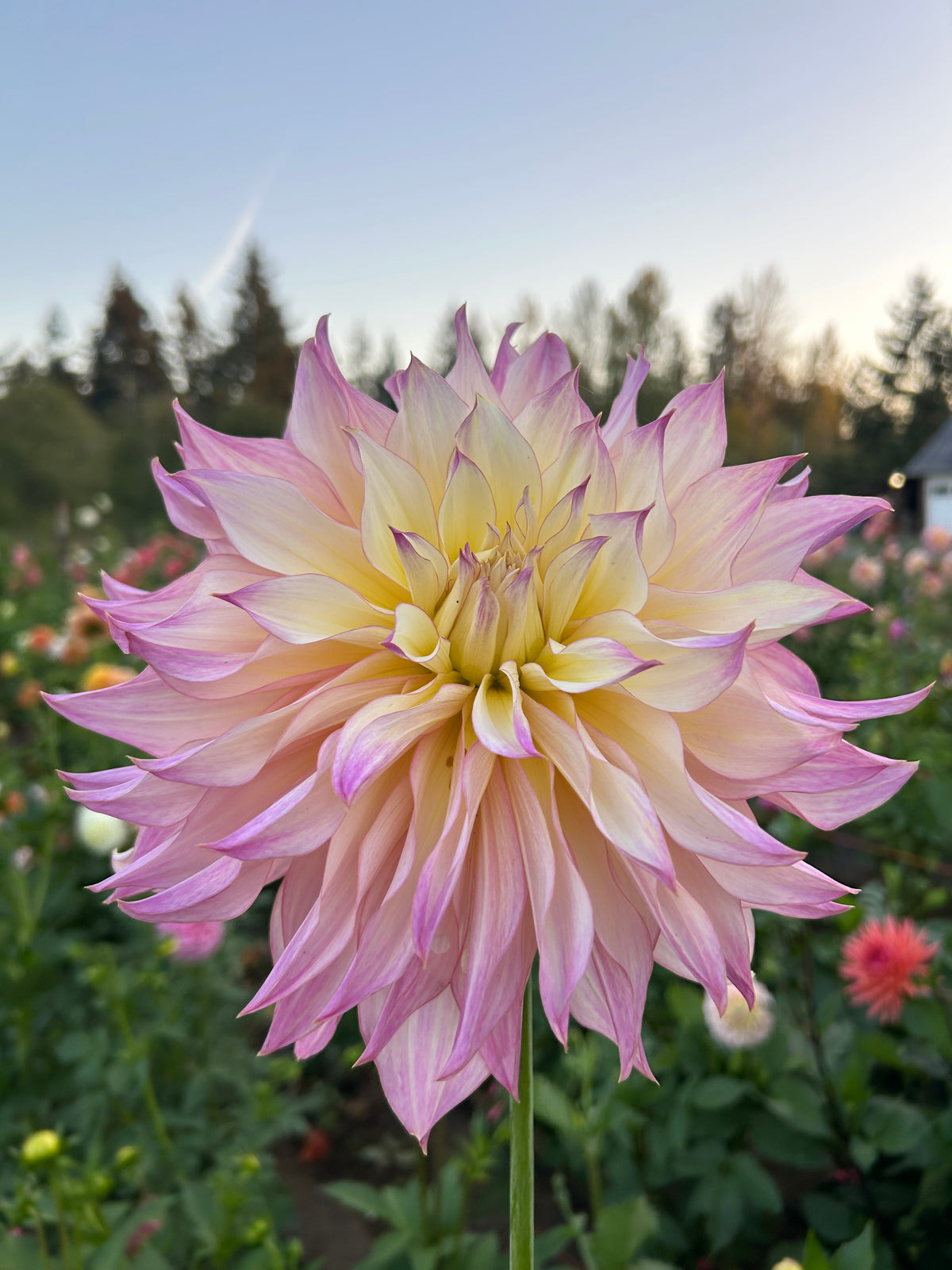 Garden Of Love