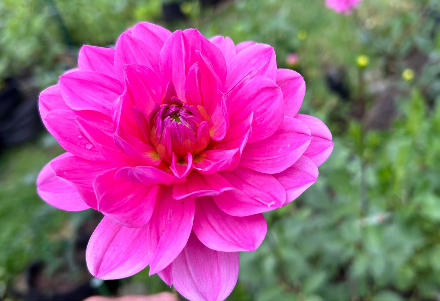 Pink Onesta Waterlily Dahlia✨A Pipers Fav✨