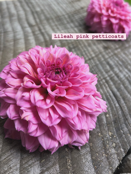 Lileah Pink Petticoats