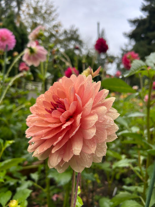 Chateau De La Bourdaisiere