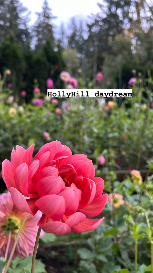 Hollyhill daydream