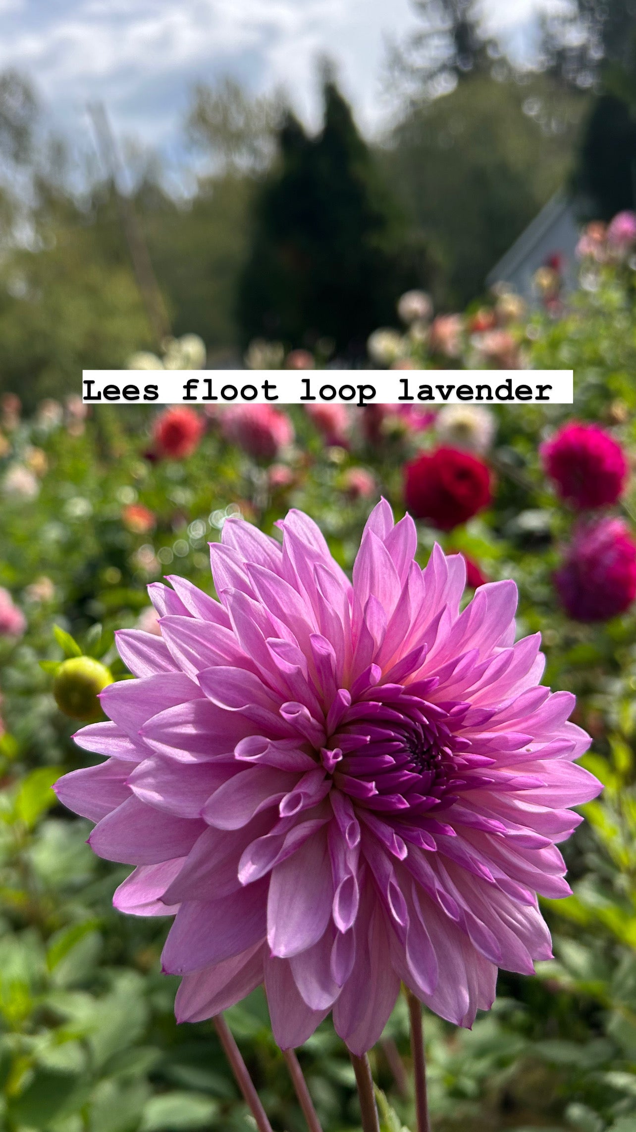 Lees Flute Loop Lavender