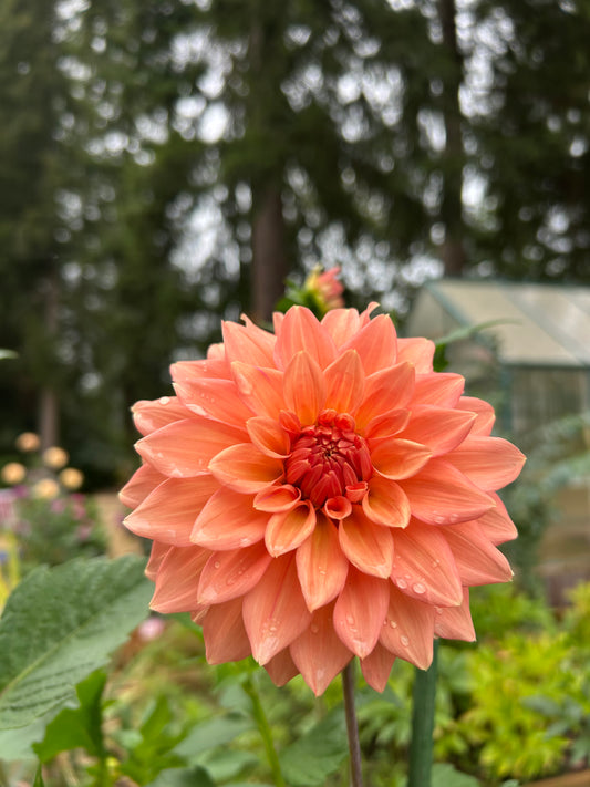 Peach delight