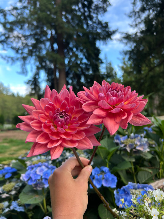 Dutch pearl
