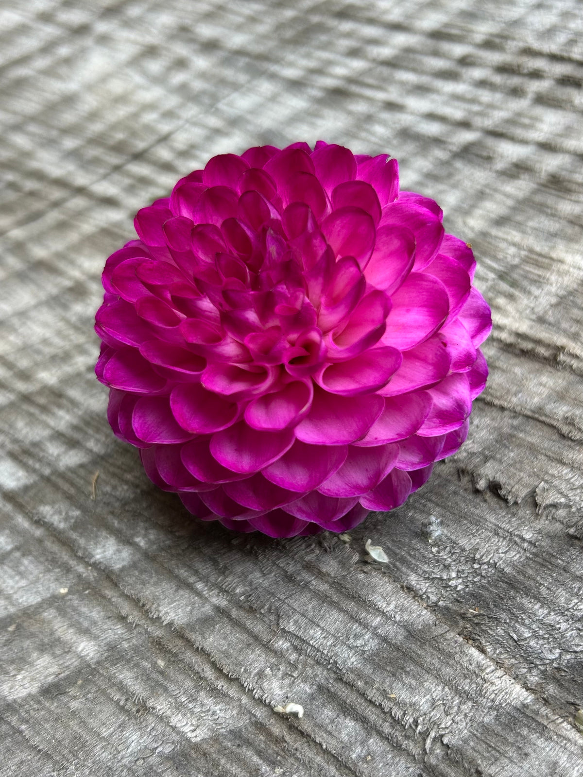 Roe ube charm