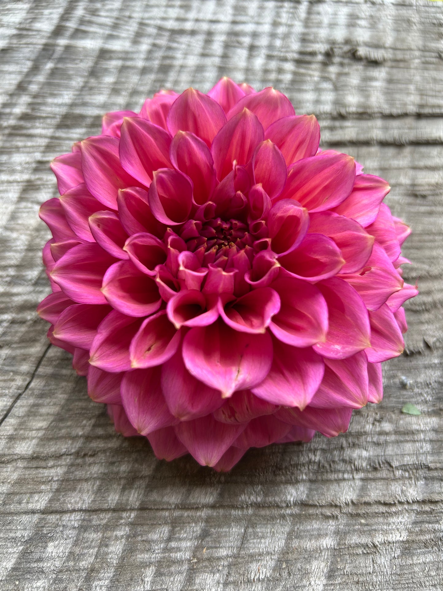 Florelie Guava Rooted Cutting