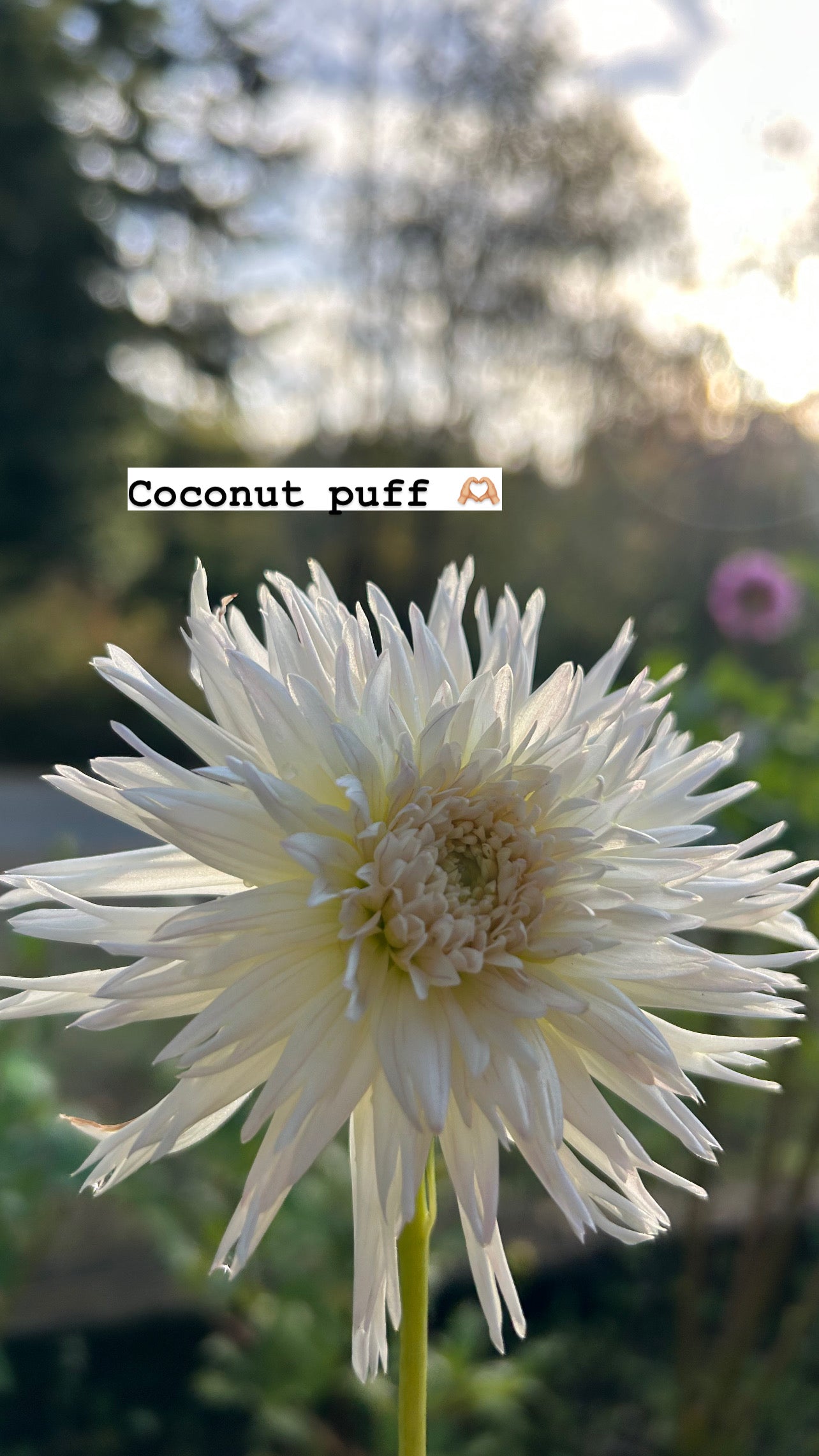 Coconut puff