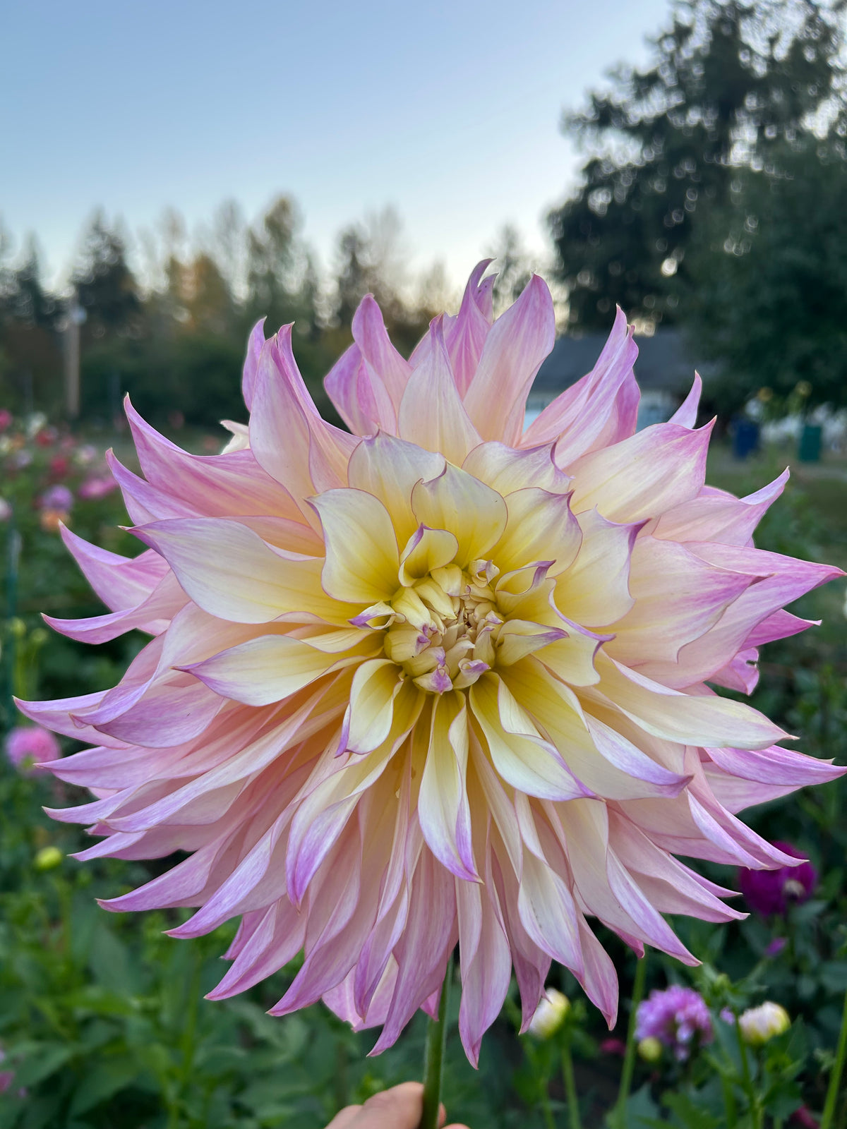 Garden Of Love