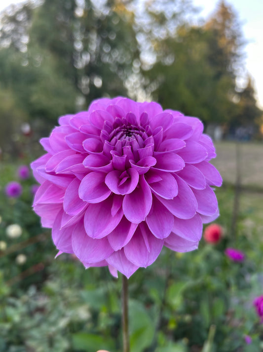 Tutu