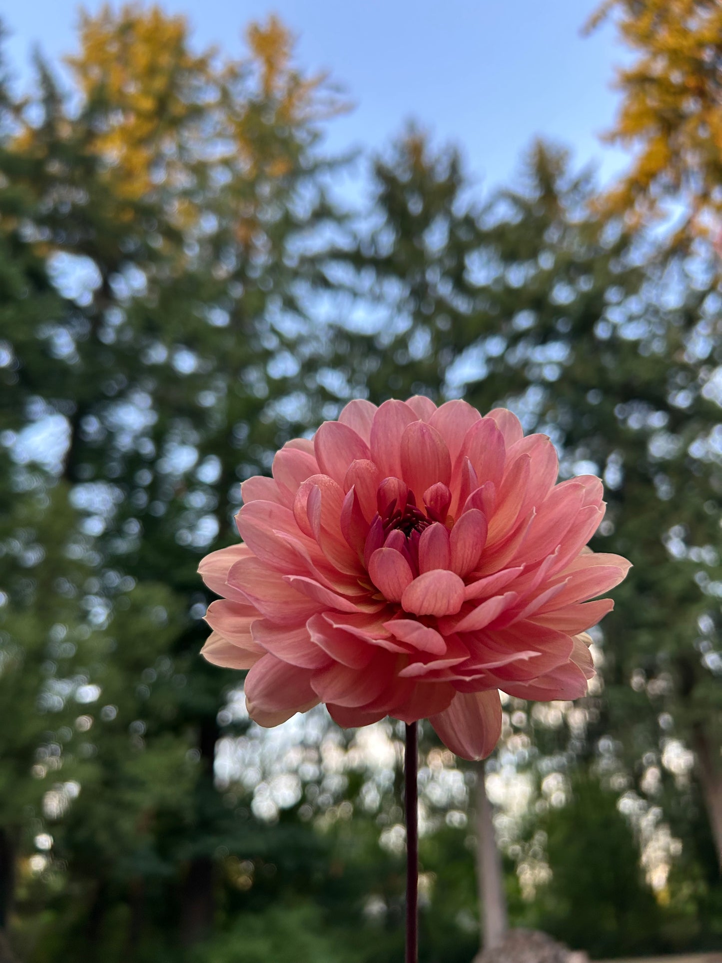 Chateau De La Bourdaisiere