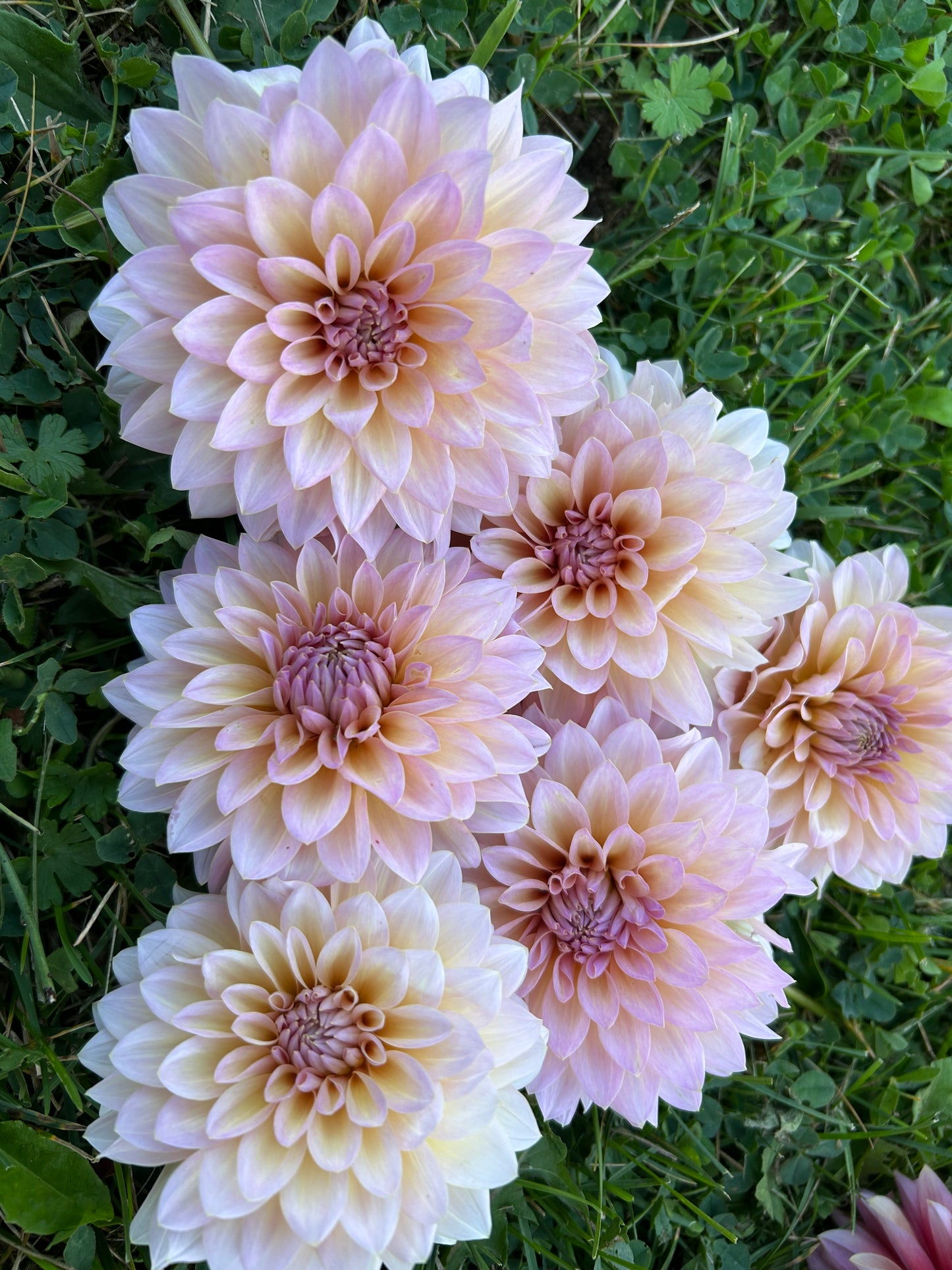 Dandelion Lanes The Special