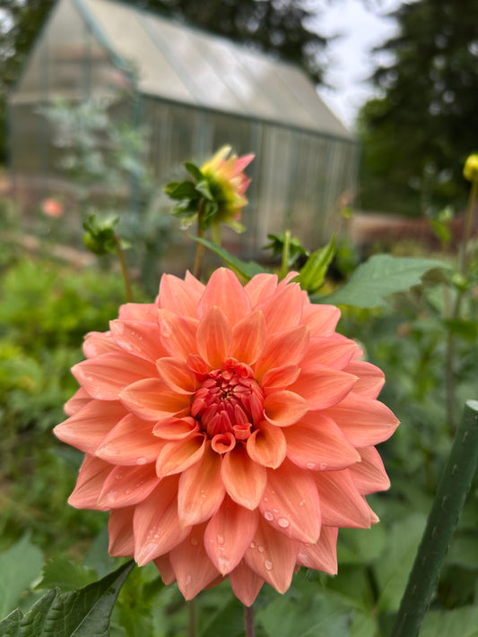Peach delight