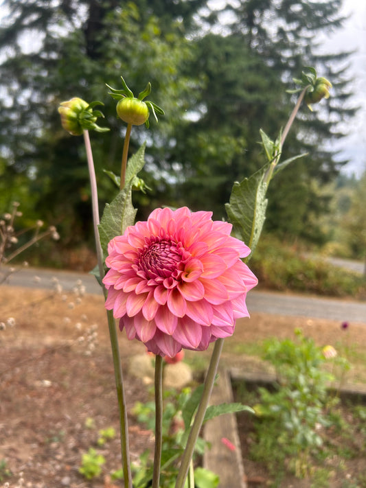 Fall shipped rooted dahlia cutting - Levi’s Bubblegum