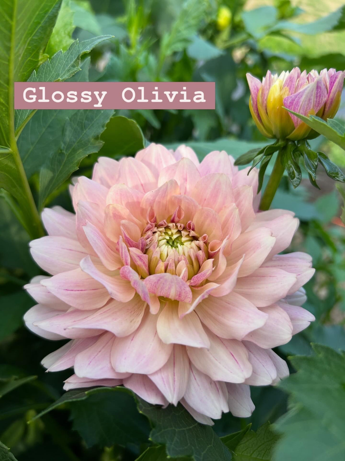 Glossy Olivia / Annika