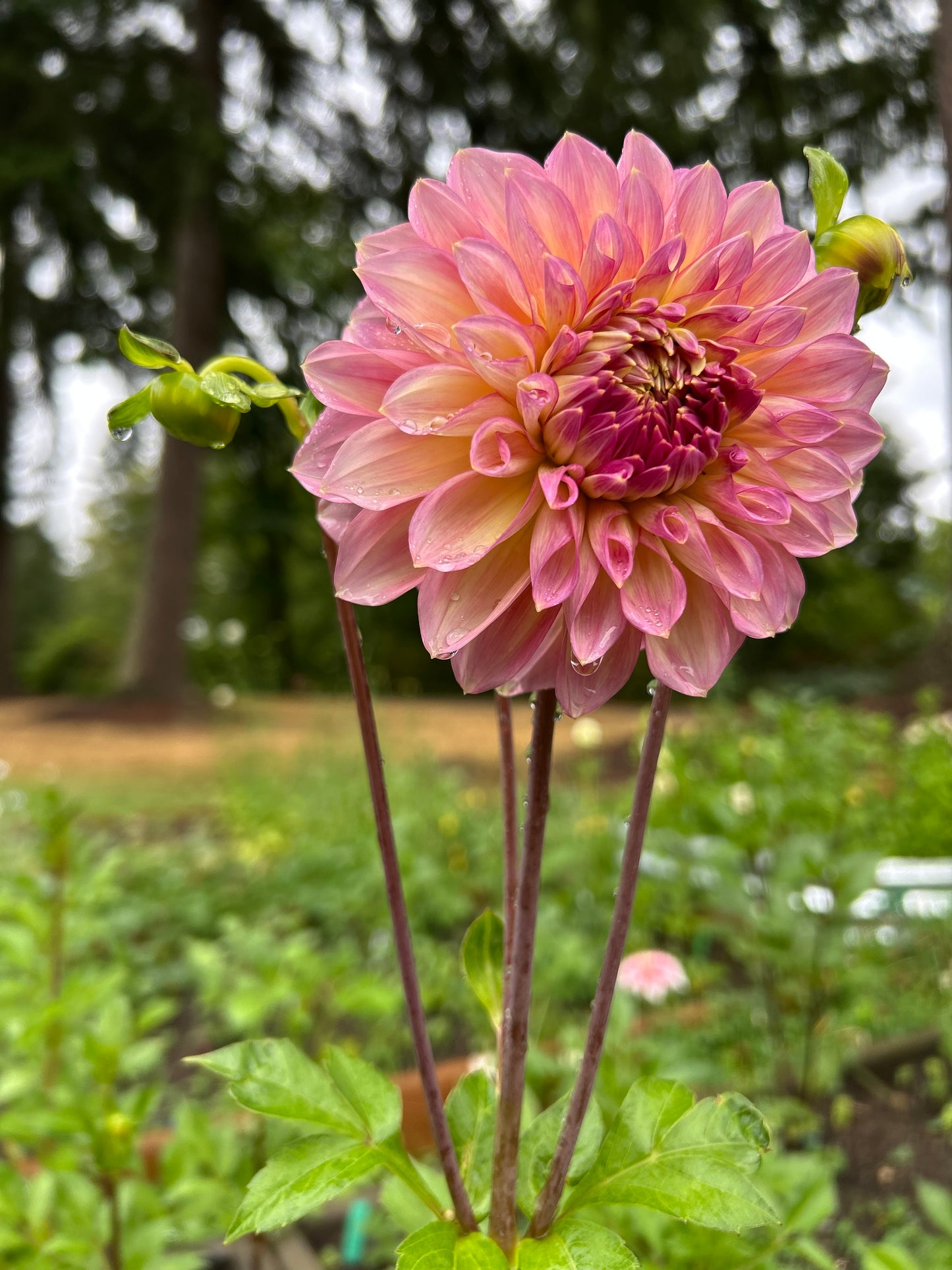 Fall shipped rooted dahlia cutting- Cameo Peach