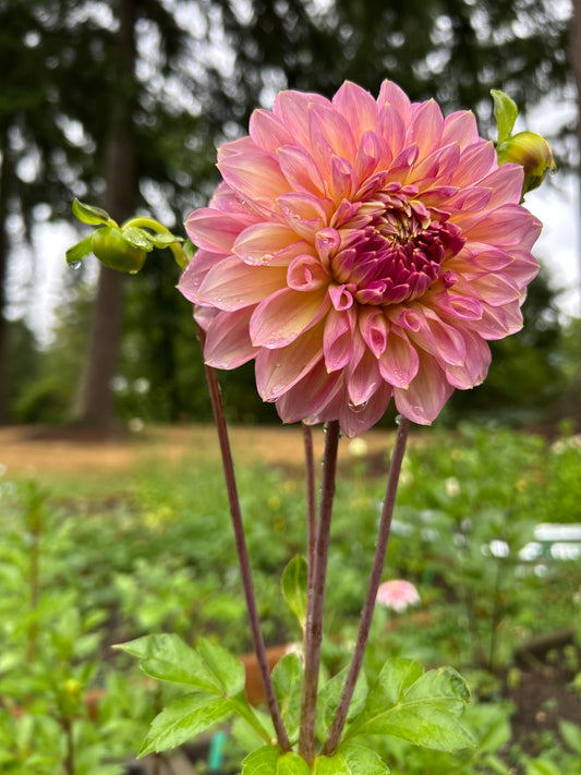 Fall shipped rooted dahlia cutting- Cameo Peach